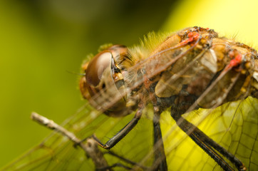 Dragonfly