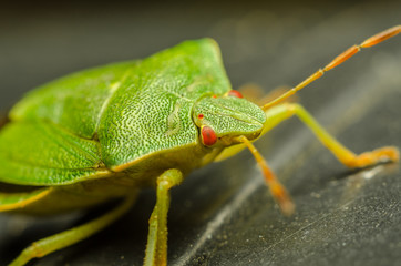 Green Shield Bug