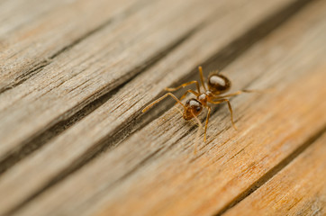 Red Ant Walking On A Wooden Plank