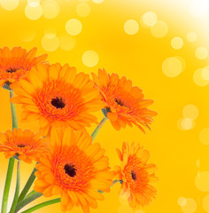 Abstract spring flower background with gerbera 
