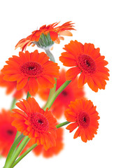 Red gerbers flowers isolated 
