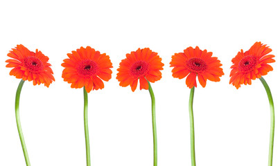 Red gerbers flowers isolated 