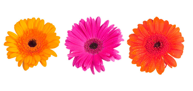 Gerber Daisy isolated on white background 