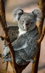 Stickers pour porte Koala koala beauval