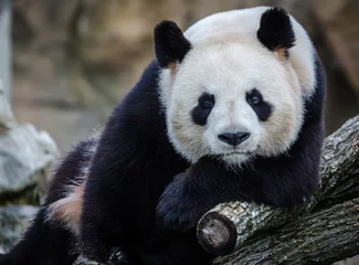 Crédence en verre imprimé Panda panda beauval