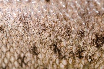 Fish Scales