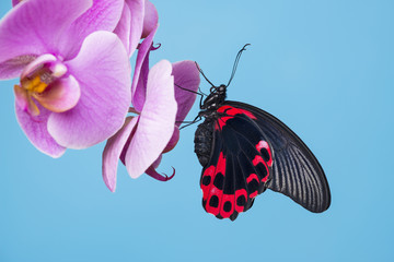 tropical butterfly sitting on an orchid - blue background