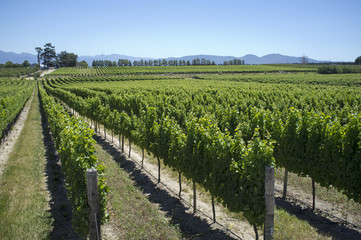 Fototapeta na wymiar Tokara Highlands vineyards South Africa