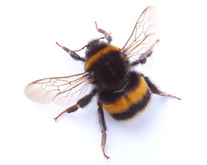 bumblebee isolated on white - obrazy, fototapety, plakaty