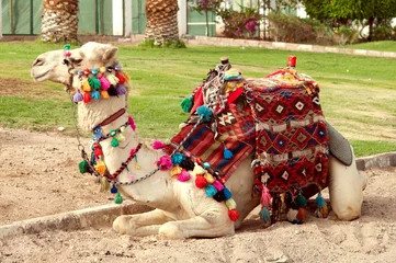 Raamstickers Kameel kameel die bij het zand ligt