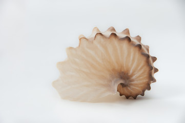 Paper nautilus shell