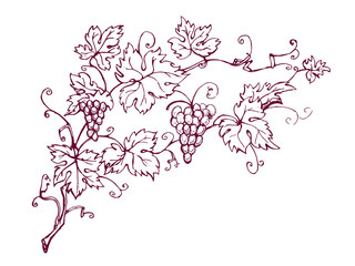 Vines hand drawn