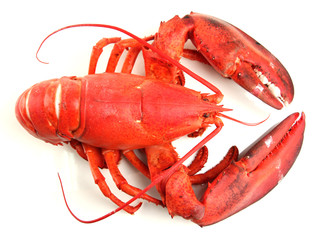 Red lobster isolated on white