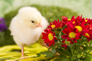 Beautiful little chicken