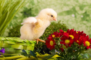 Beautiful little chicken