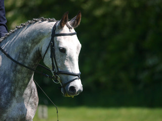 Head Shot of Horse Doing Dressage