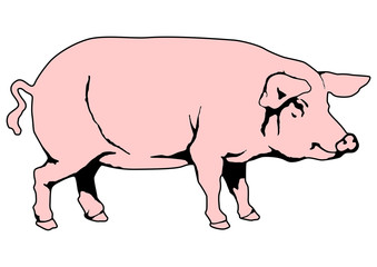 cochon