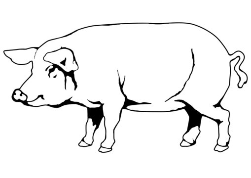 pig