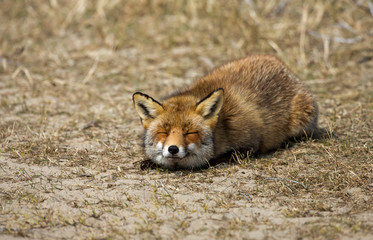 Red Fox