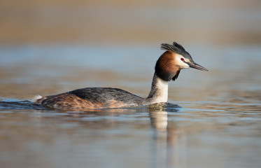 Great Crested Grebe, waterbird (Podiceps cristatus)