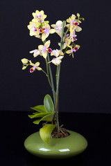 Gelbe Orchidee in einer Schale