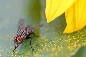housefly