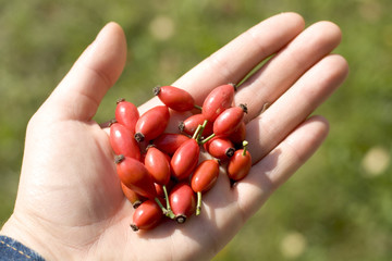 Handful of rosehips