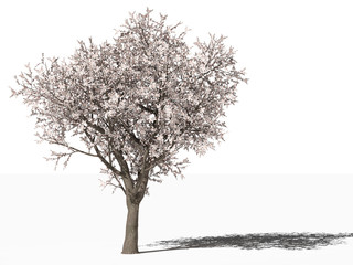 Цветущее дерево Абрикос (Prunus  armeniaca) на белом фоне