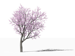 Цветущее персиковое дерево (Prunus persica) на белом фоне