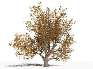 Дуб черешчатый (Quercus robur ) в осенний период