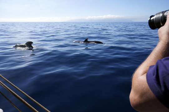 Grindwale beim whale watching