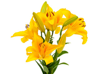 yellow lilies