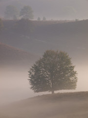 Portrait tree silhouette on hill