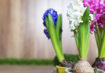 Spring gardening