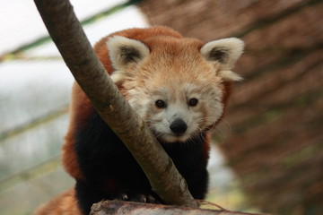 Petit panda roux de chine