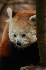 Petit panda roux de chine