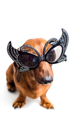 Dog in festive glasses