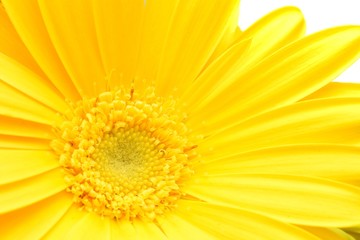 Macro shot of yellow Gerbera bloom isolated on white.