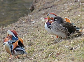 Mandarinentenpaar mit Rivalen