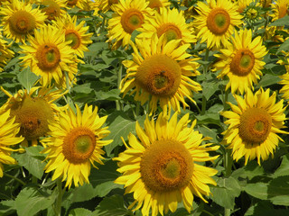 Field of sunflowers in France