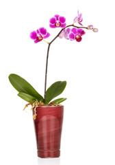 Naklejka na ściany i meble Piękny kwiat orchidei.