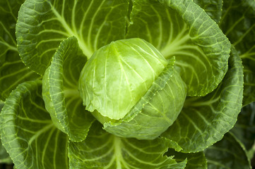 Obraz premium Big head of ripe and green cabbage
