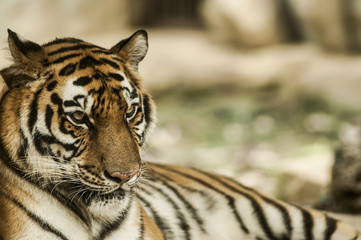 Calming Tiger, portrait of a bengal tiger.
