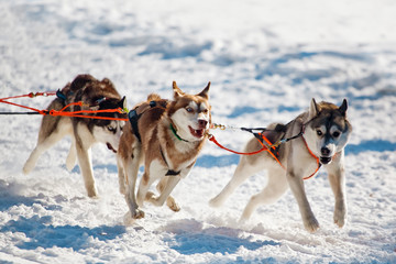running husky dogs