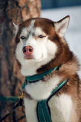 husky