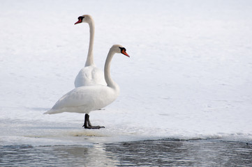 swan - cygnus olor