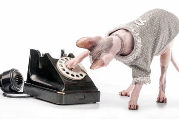 Canadian Sphynx with stylish dress and vintage phone