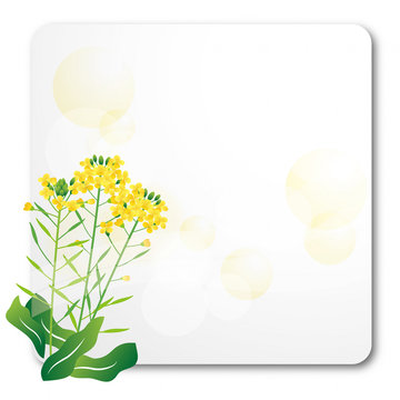菜の花　背景