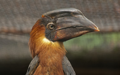 Rufous hornbill