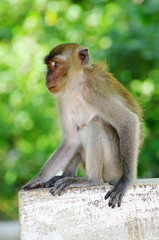 Obraz premium monkey